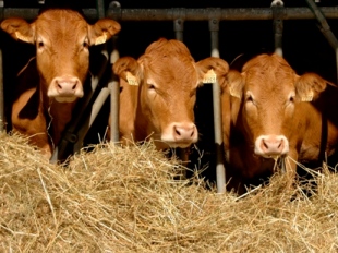 heifers eating hay