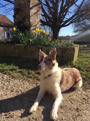 sheep dog and daffodills