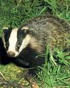 Badger