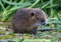 coypu