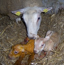 New born lambs and Mum.