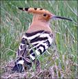 Hoopoe