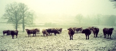 Cows in the snow