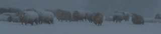 Sheep in a blizzard
