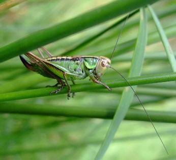 A sample of insect life from the wildlife walk.