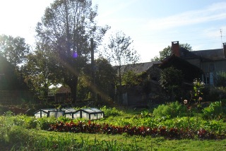 vegetable garden