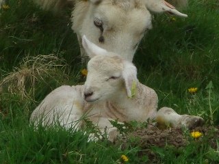 Day old chicks