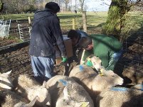 Ultrasound scanning the sheep