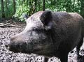 Wild boar